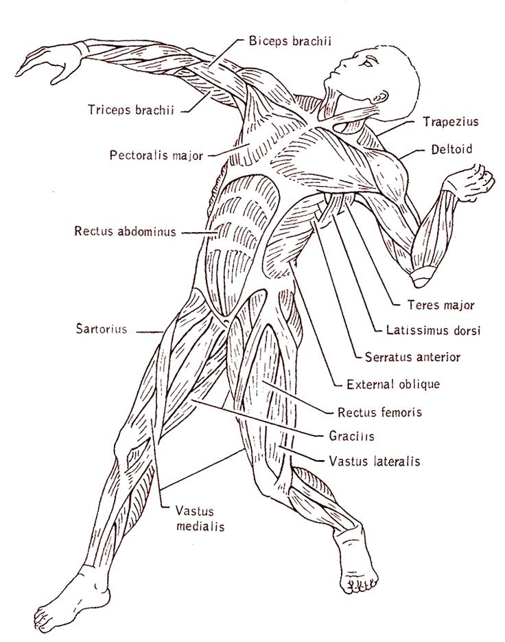 736x935 Muscular System Coloring Pages