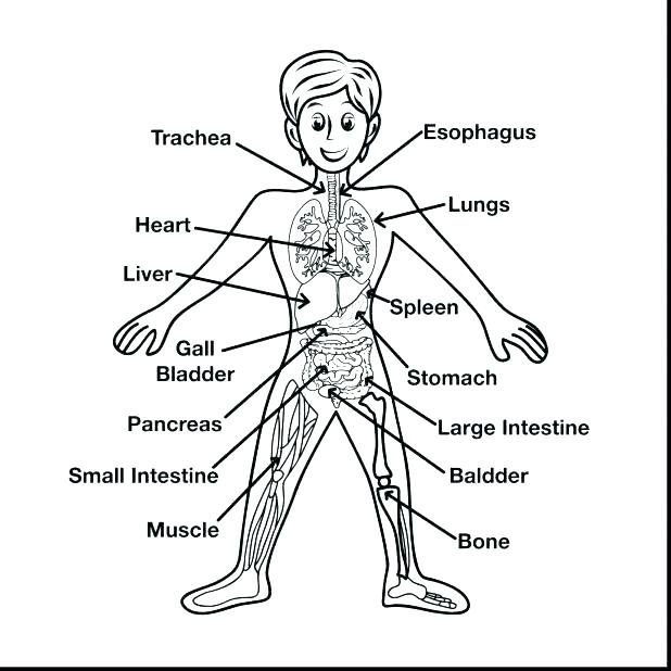 618x618 Anatomy Muscle Coloring Pages Free For Kids Human Muscles Front