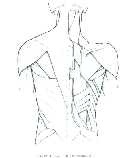 475x550 Cat Muscles Coloring Pages Kids Coloring Muscle Anatomy Coloring