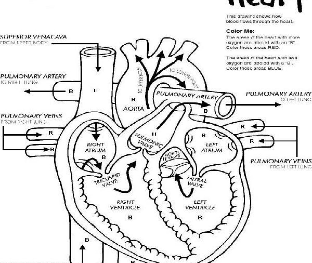1024x864 Free Coloring Pages Of Humannatomy Labeling Muscle Fordults Book