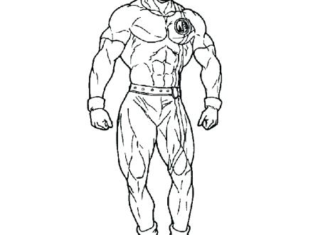 440x330 Muscular System Coloring Pages Anatomy Muscle Coloring Pages