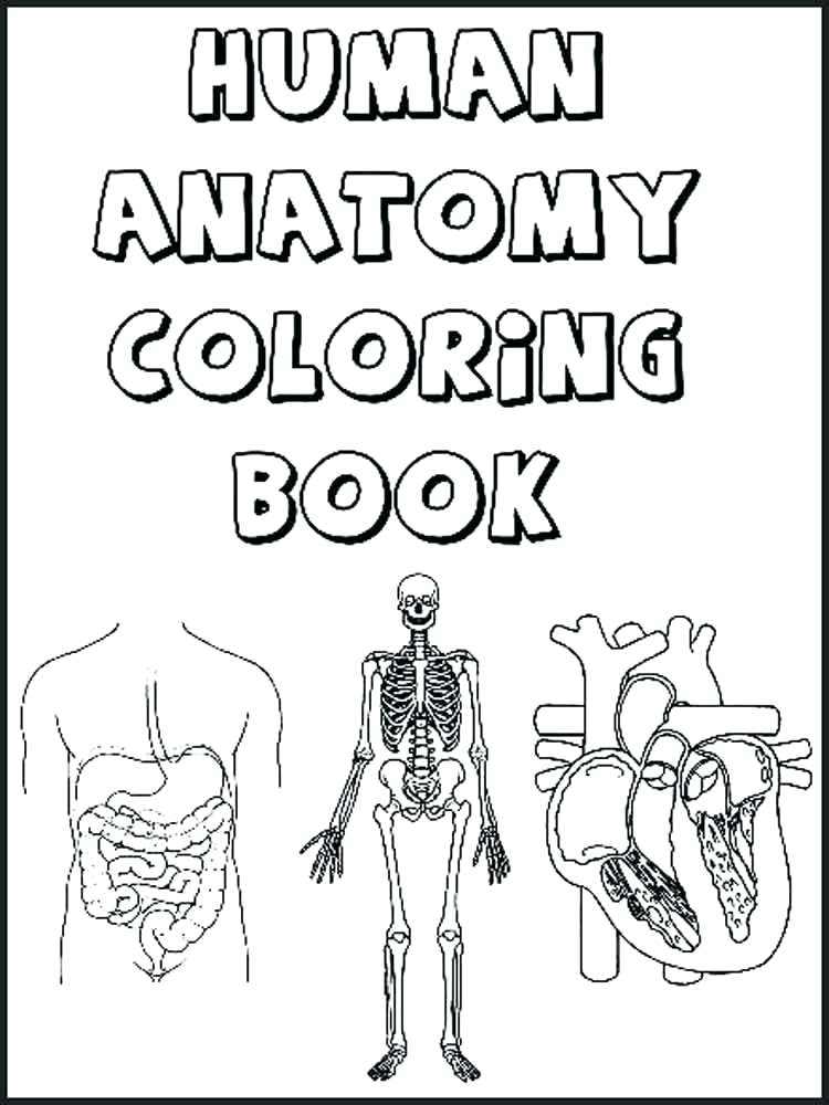 750x1000 Muscular System Coloring Pages Educational Human Body Coloring