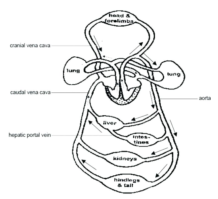 Pelvis – Bony Features