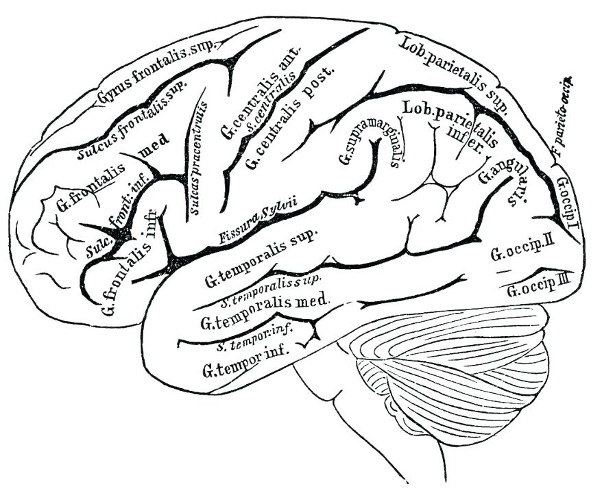 878x723 Wonderful Muscular System Coloring Pages Best Anatomy Coloring