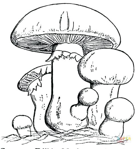 481x525 Trippy Mushroom Coloring Pages Psychedelic Coloring Pages