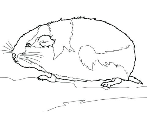 480x401 Musk Ox Coloring Pages Click To See Printable Version Of Lemming
