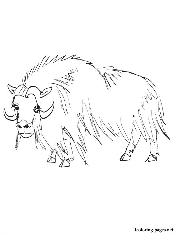 560x750 Ox Coloring Page Muskox Coloring And Printable Page Coloring Pages