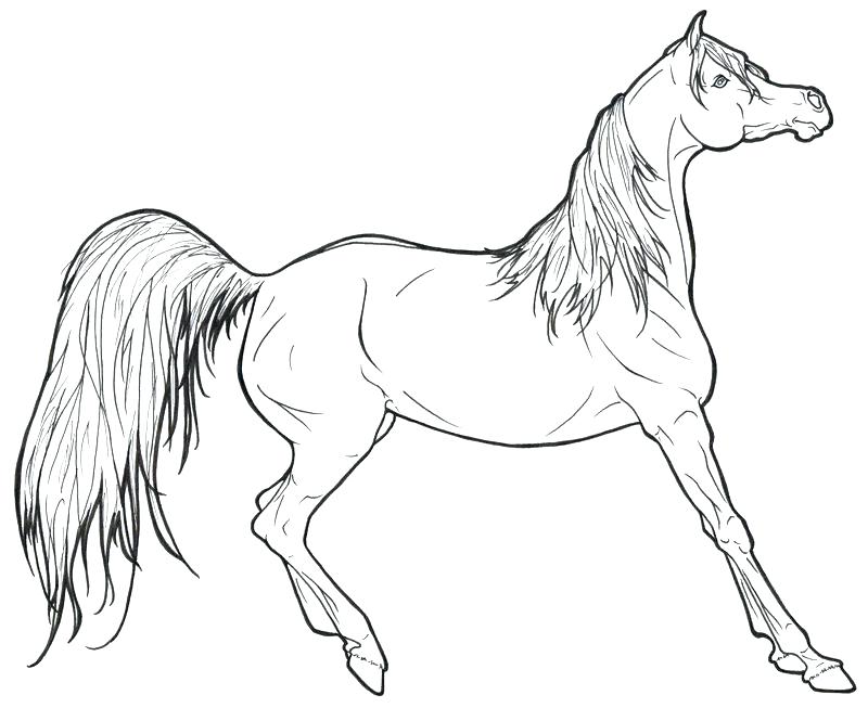 800x653 Mustang Horse Coloring Pages Horses Coloring Pages Packed