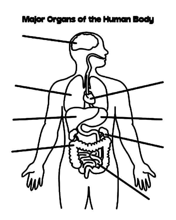 600x748 Human Body Coloring Pages For Kids