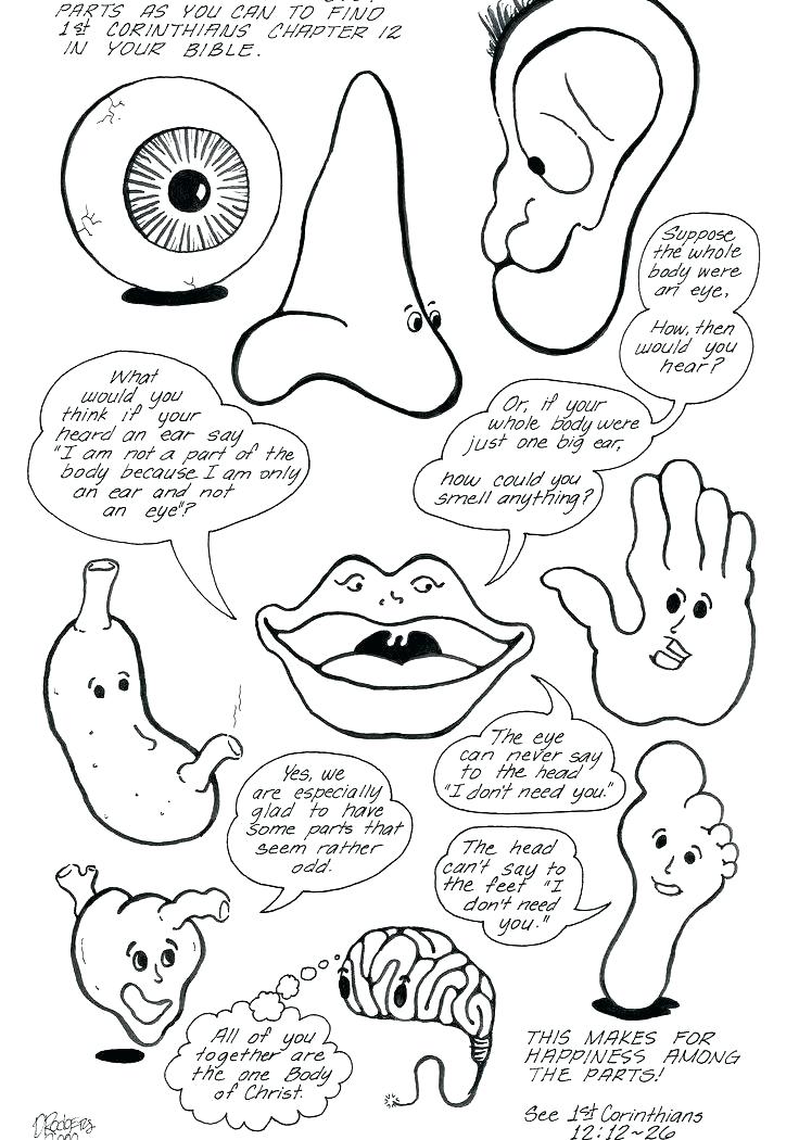 736x1050 Parts Of The Body Coloring Pages Parts Of The Body Coloring Sheet