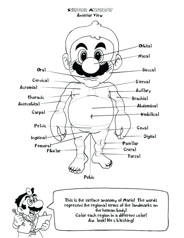 My Body Coloring Pages Preschool at GetDrawings | Free download