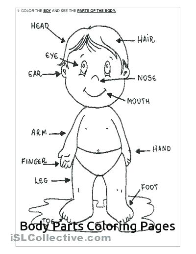 My Body Coloring Pages Preschool at GetDrawings | Free download