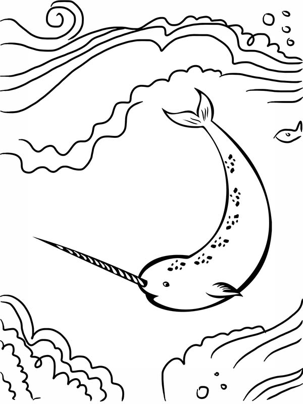 600x800 Narwhal Coloring Page