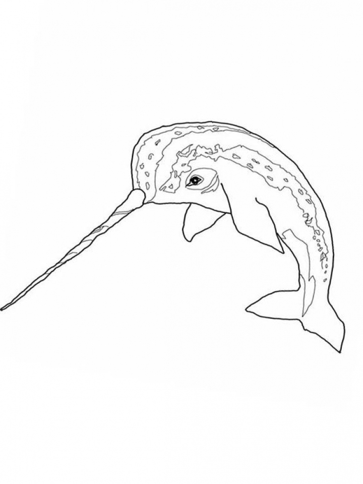 Narwhal Coloring Page at GetDrawings | Free download