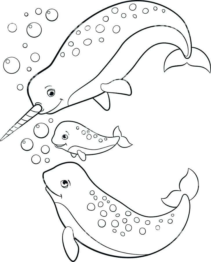 728x904 Narwhal Coloring Page Medium Size Of Narwhal Coloring Page