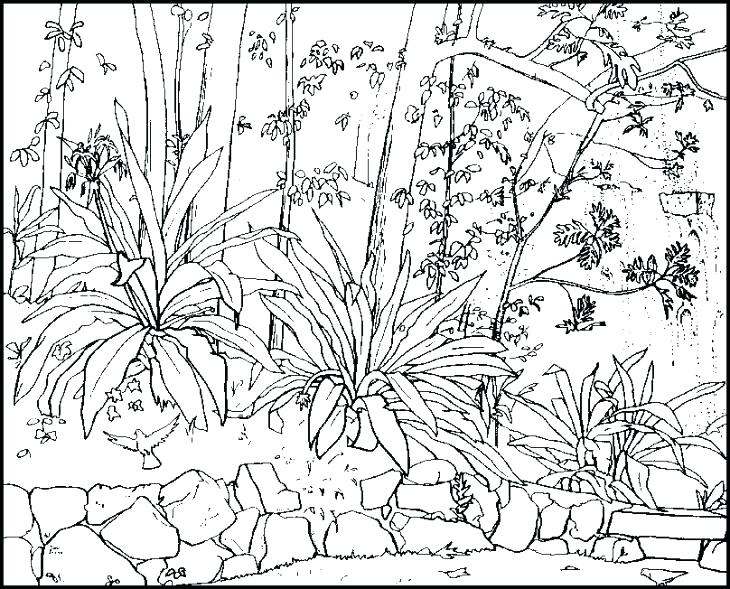 730x589 Nature Coloring Pages Awesome Free Printable Nature Coloring Pages