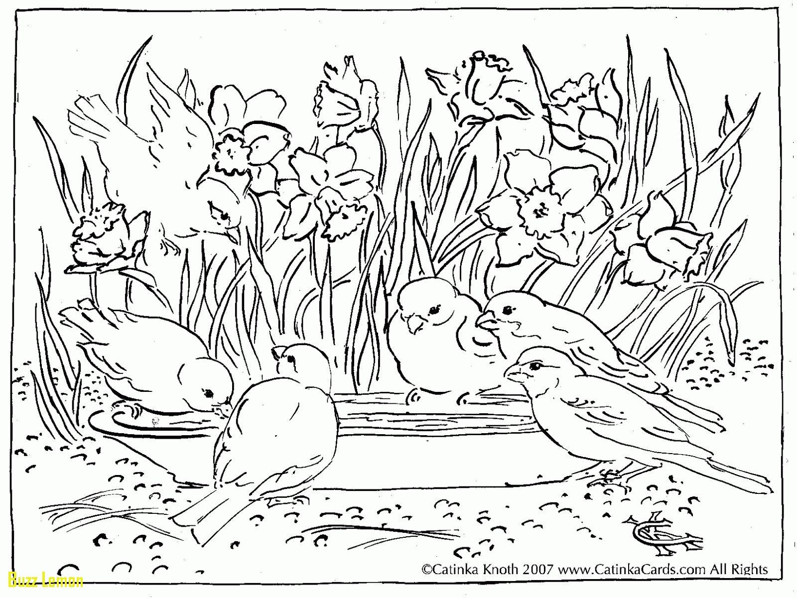 1600x1201 Elegant Coloring Page Nature Buzz Coloring Nature Coloring Pages
