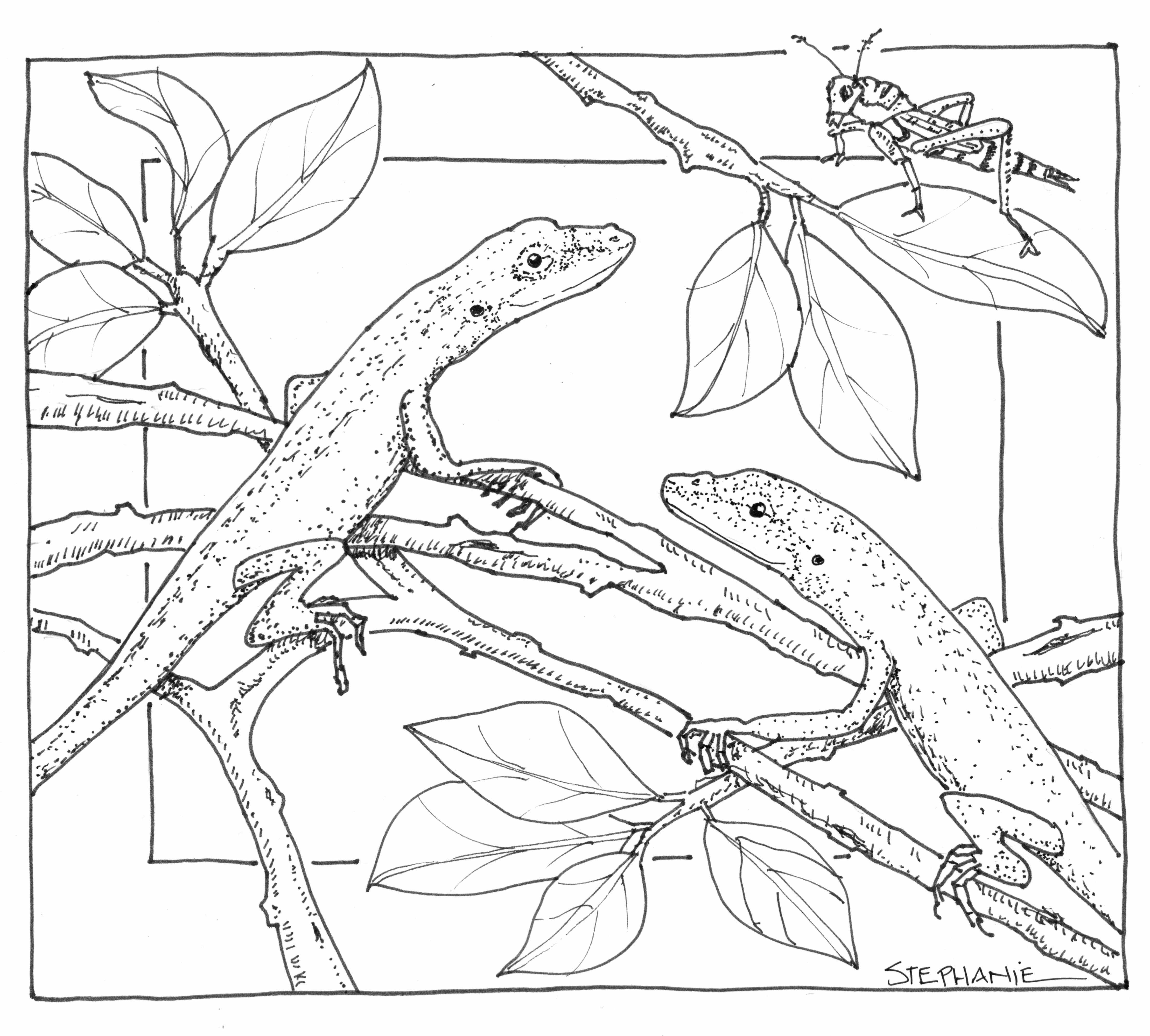 4436x3997 Drawn Nature Colouring Page
