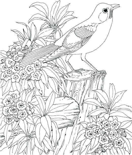 520x612 Simple Nature Coloring Pages For Adults Murs