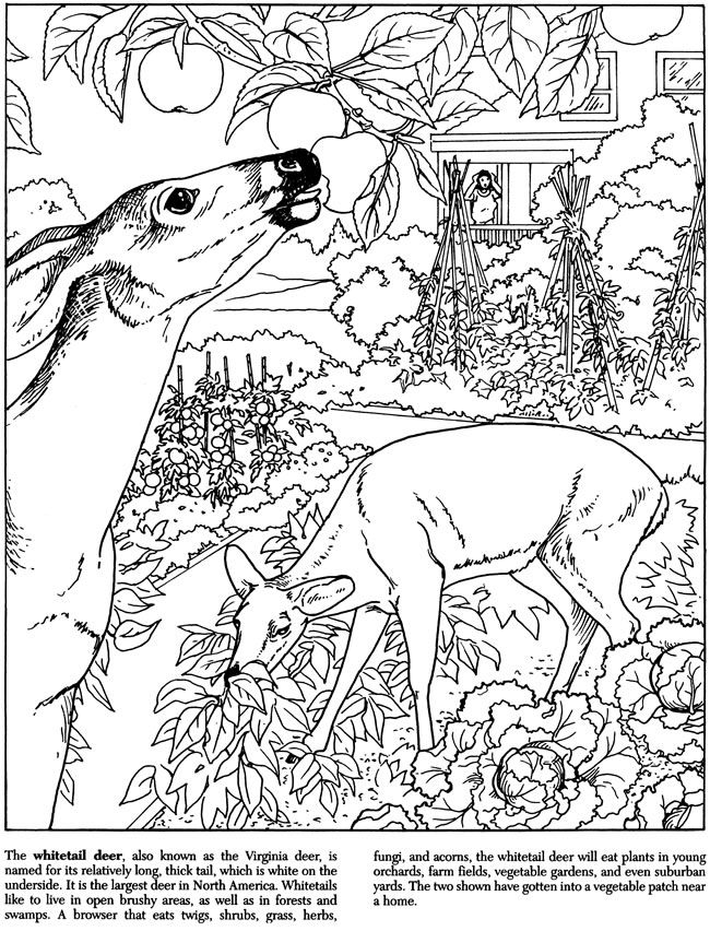 650x852 Deer Backyard Nature Coloring Pages Colouring Adult Detailed