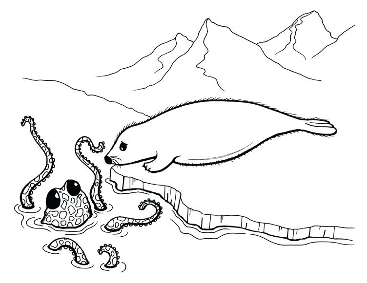 752x581 Coloring Seals Coloring Pages Octopus And Seal Page Navy Seals
