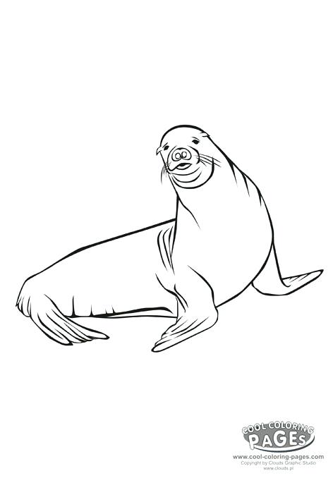 472x678 Seal Coloring Pages