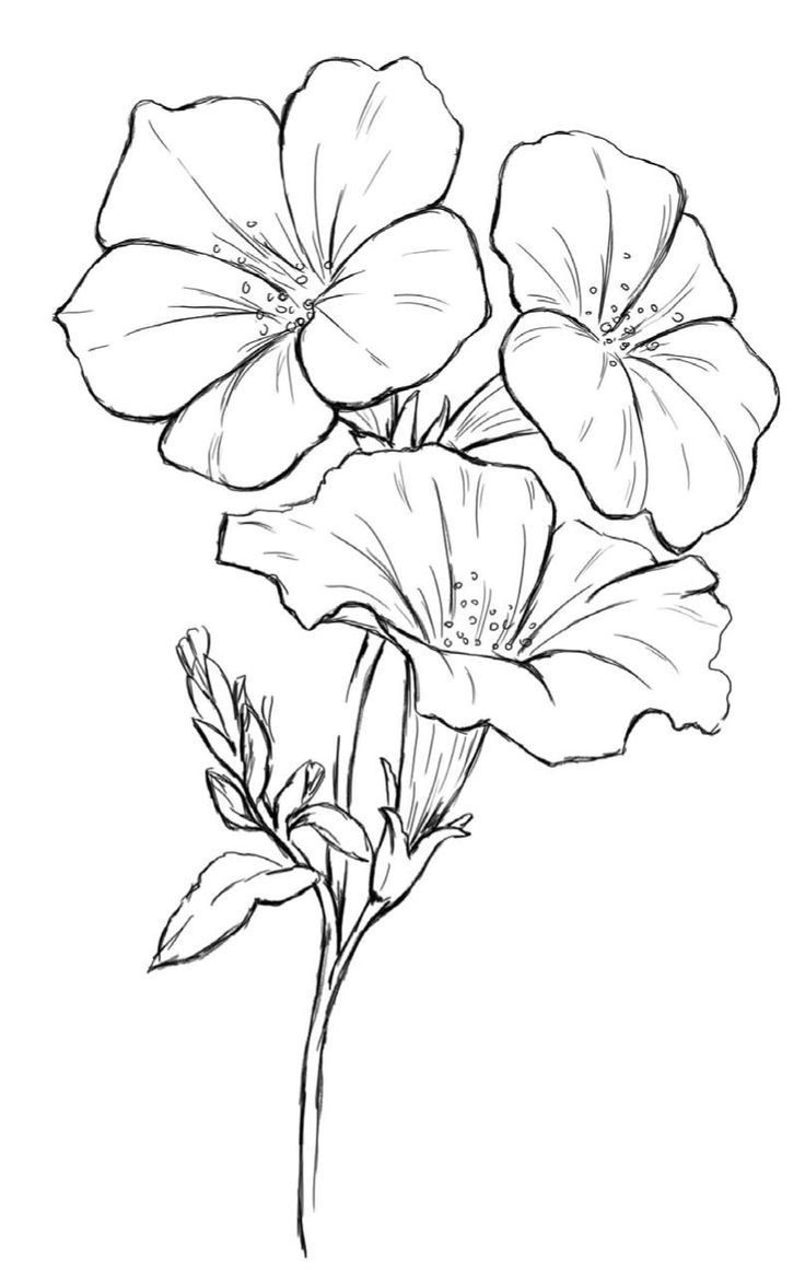 736x1172 Inspiring How To Draw A Dogwood Flower North Carolina State