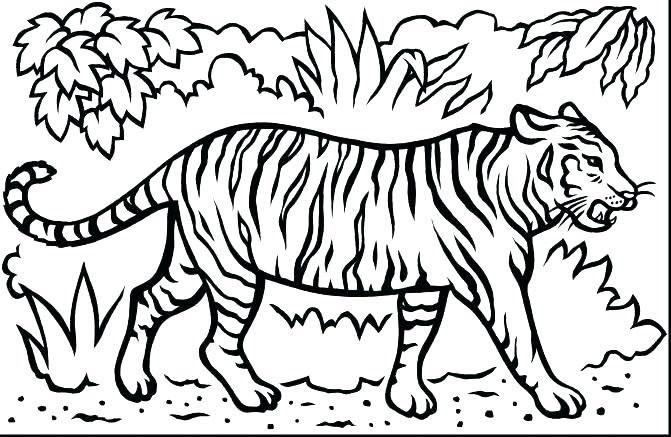 671x437 Coloring Pages Tigers Tigers Coloring Pages Coloring Pages