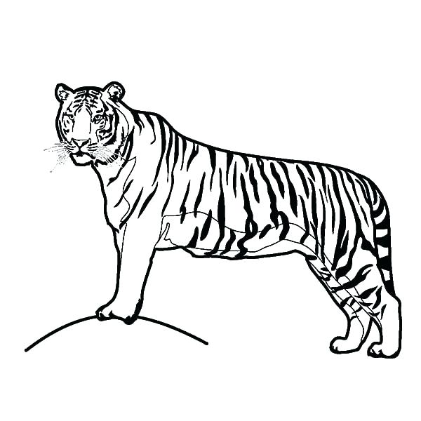 600x600 Tiger Printable Coloring Pages Tiger Coloring Pages To Print