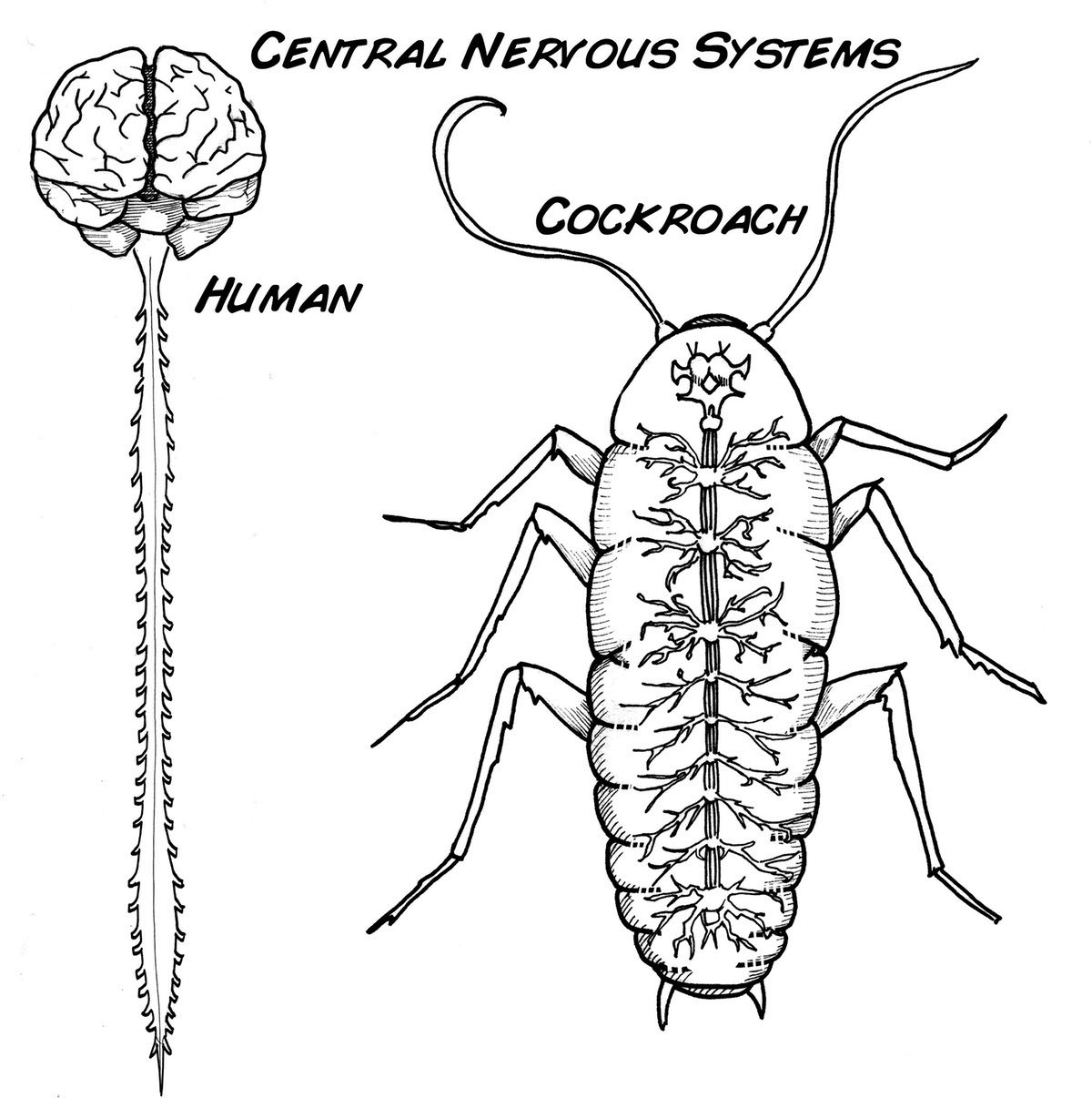 1200x1206 Central Nervous System Coloring Pages