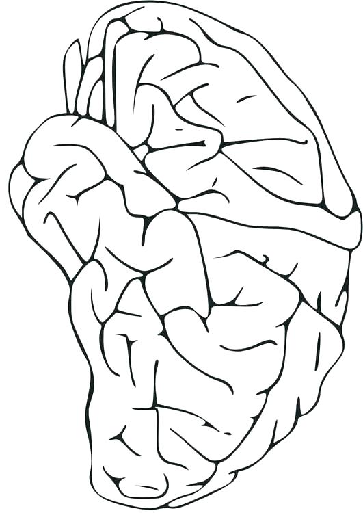 531x750 Central Nervous System Coloring Pages Worksheet Best Images