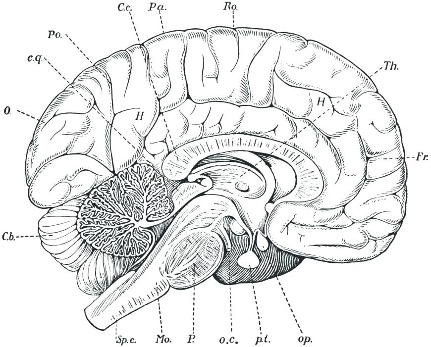 870x701 Anatomy Coloring Pages Brain Anatomy Book Anatomy Coloring Pages