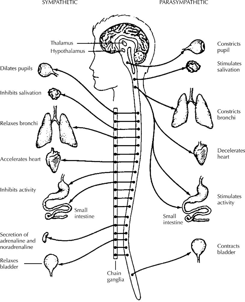 814x1000 Nervous System Coloring Page Coloring Nervous System