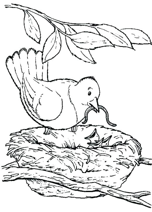 520x723 Bird Nest Coloring Page See Best Images Of Bird Nest Printable