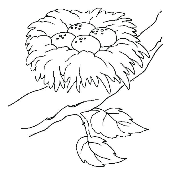 600x616 Nest Coloring Page