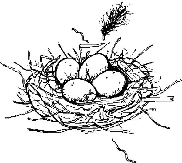 600x535 Nest With Eggs Coloring Page