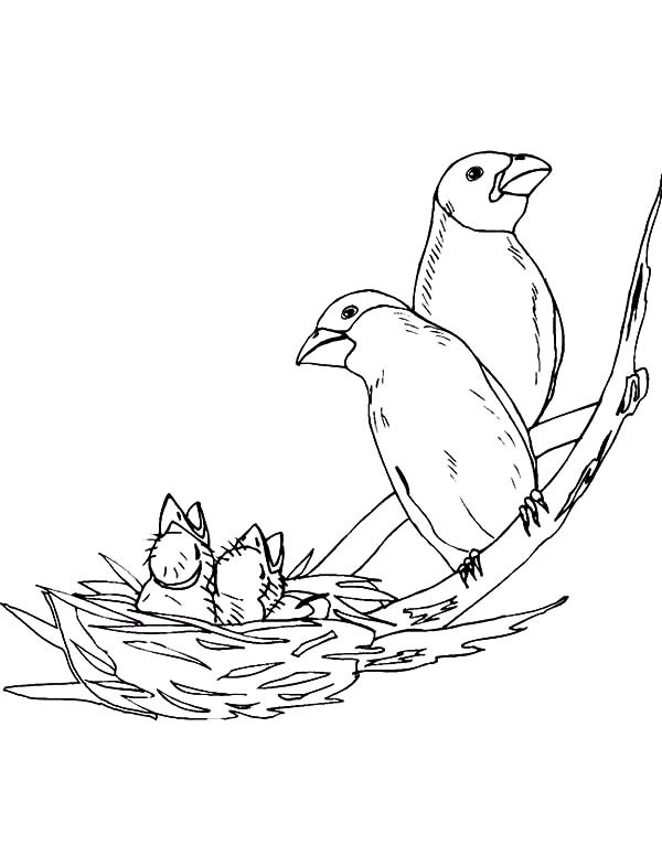 600x785 Bird Family Bird Nest Coloring Pages Best Place To Color