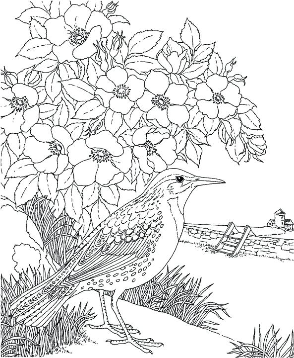593x720 Nevada Coloring Page Crayolacom Iowa State Stamp Coloring Page