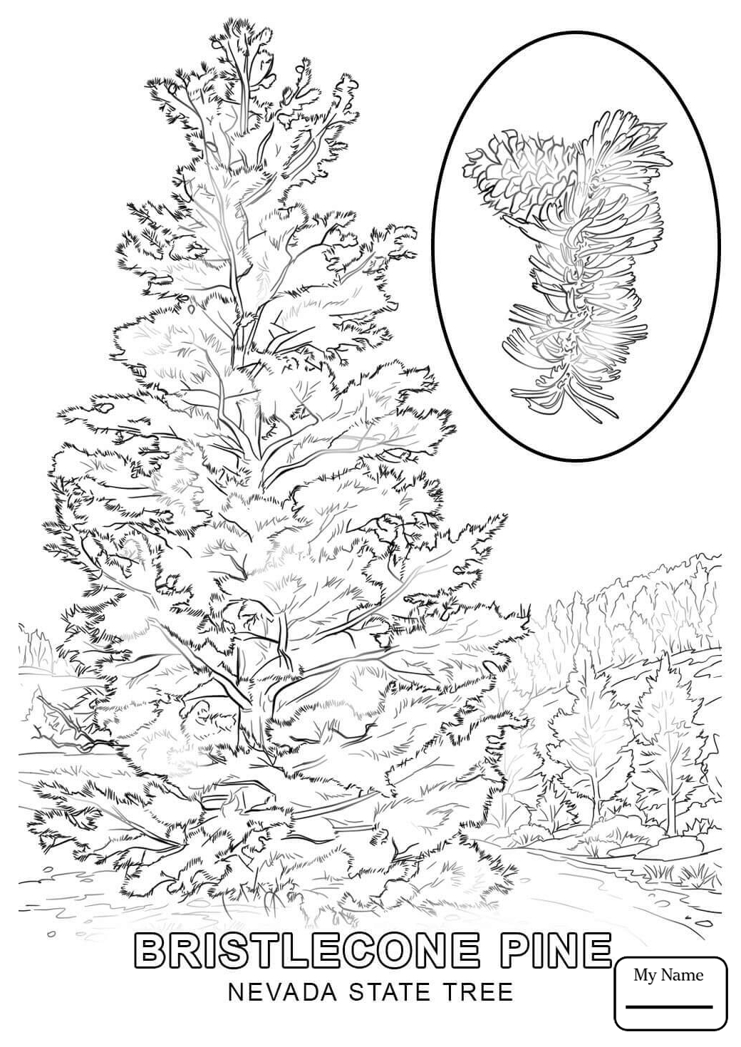 1040x1469 State Tree Of Nevada Coloring Pages Gallery Coloring For Kids