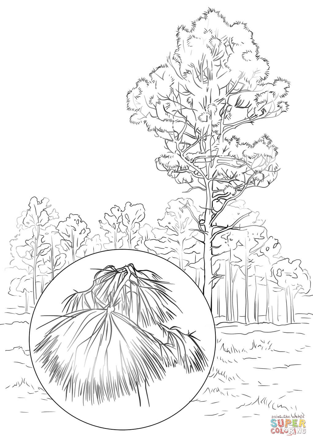 1020x1440 Surging White Pine Tree Coloring Page Nevada State Free Printable