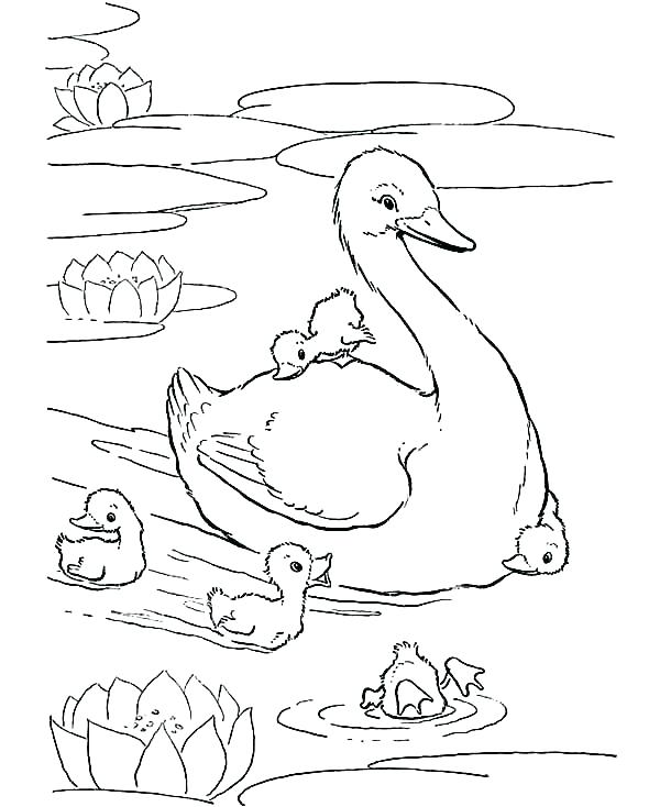 600x734 Baby Duck Coloring Pages