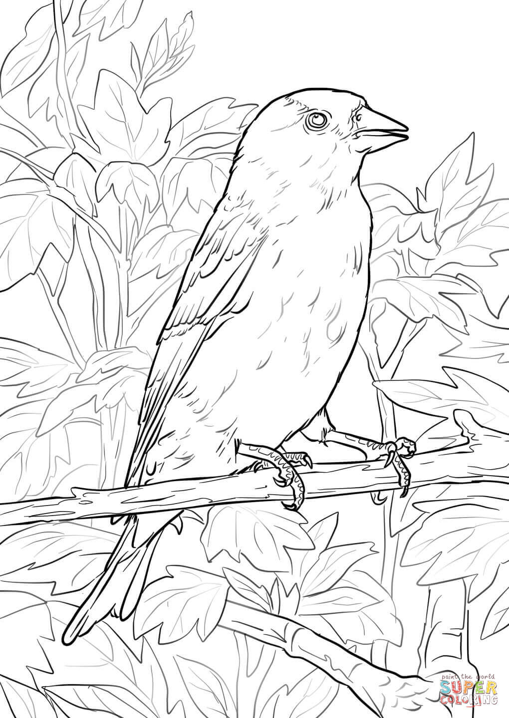 1020x1440 Fresh Purple Finch Coloring Page Pages For Kids Birds New