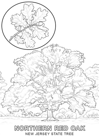 340x480 New Jersey State Tree Coloring Page Cub Scout Activities
