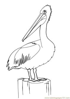 236x333 Pelican Coloring Pages Inspirationsillustrations