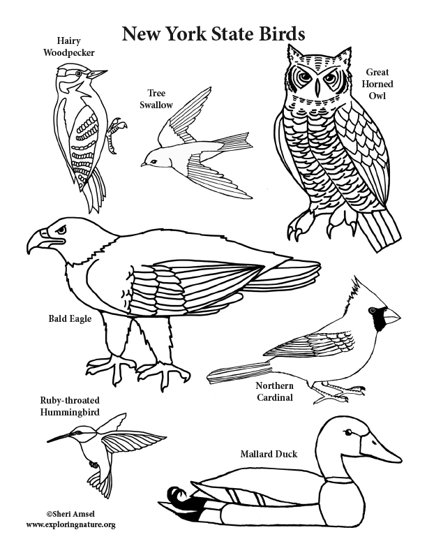612x792 New York State Birds Coloring Page