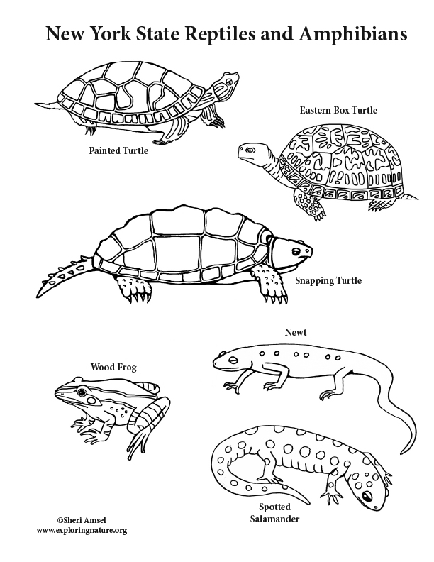 612x792 New York State Reptiles And Amphibians Coloring Page