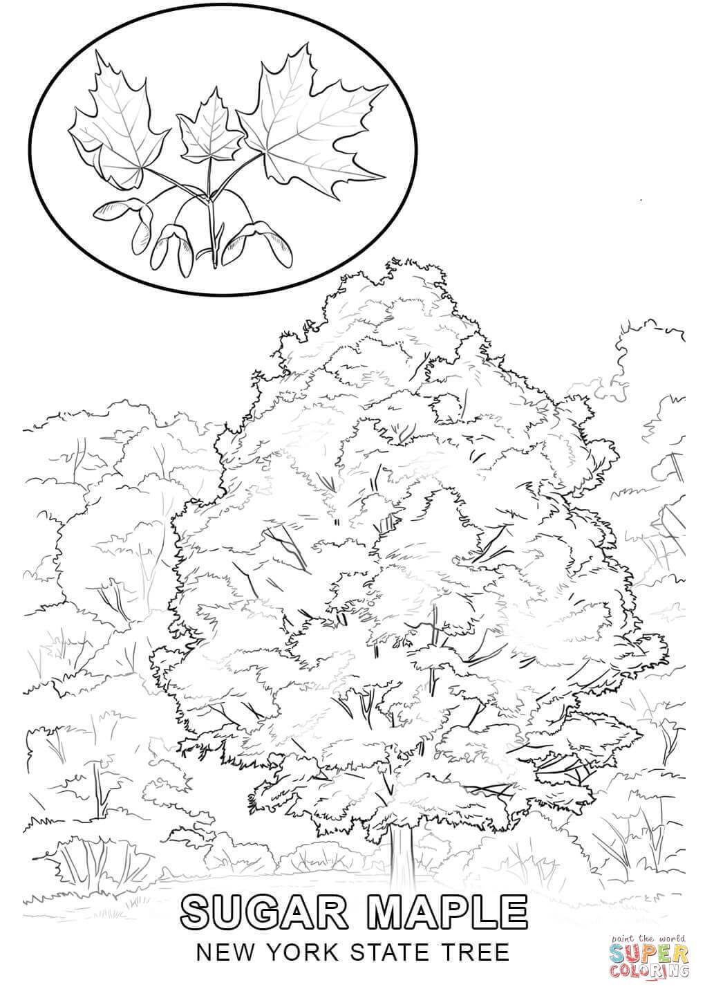 1020x1440 Unbelievable New York State Tree Coloring Page Printable Pics