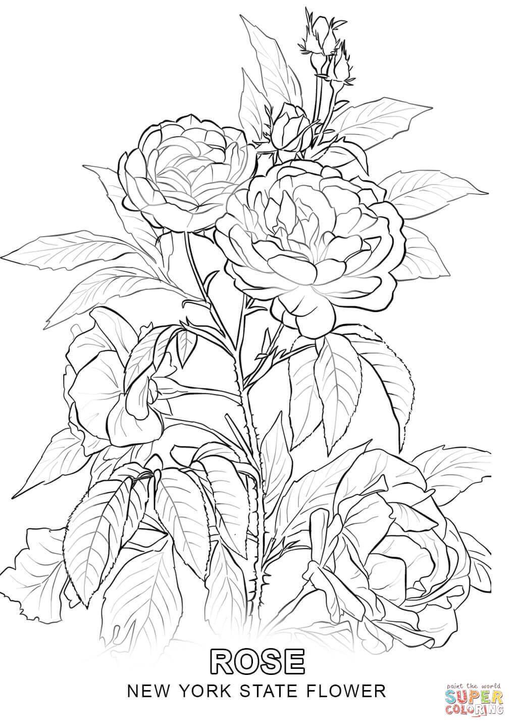 1020x1440 New York State Flower Coloring Page Kolorowanki