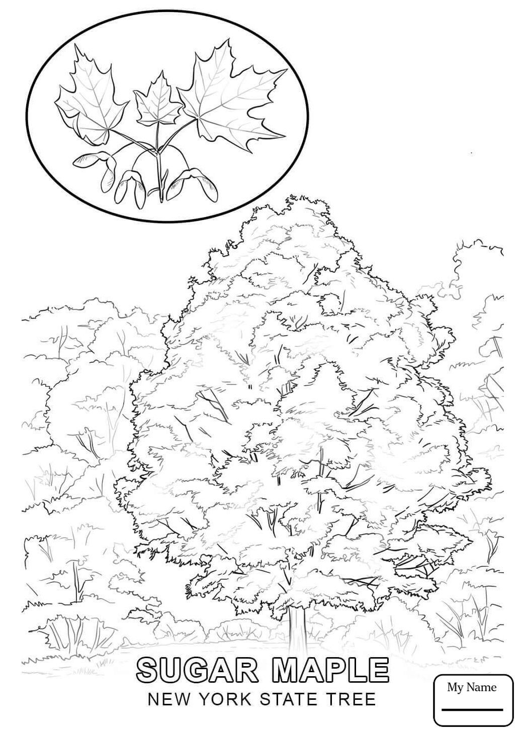 1040x1469 New York State Flag Coloring Page