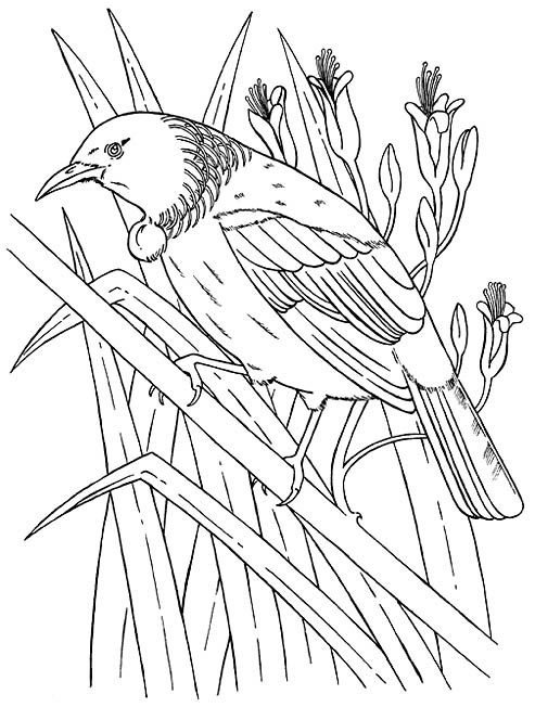 493x652 New Zealand Tui Bird Coloring Picture